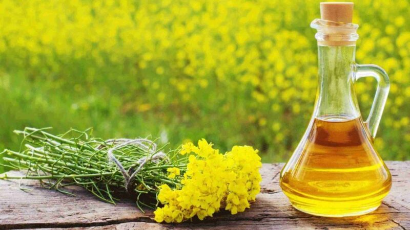Benefits of Mustard Oil For Hair as well as the Side Effects Too