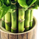 9 Incredible Health Benefits of Bamboo Plant