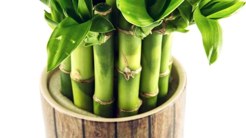 9 Incredible Health Benefits of Bamboo Plant