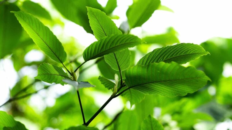 All You Need To Know About Thai kratom Strains