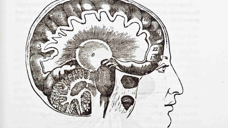 Interesting Psychological Facts About Human Brain That WILL Take You Aback