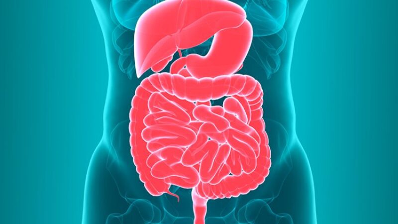 Why Gut Health is Critical to Your Overall Well-Being
