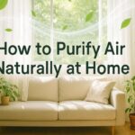 How Can I Purify Air Naturally at Home?