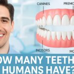 Teeth Do Humans Have