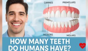 How Many Teeth Do Humans Have? Complete Guide for Adults